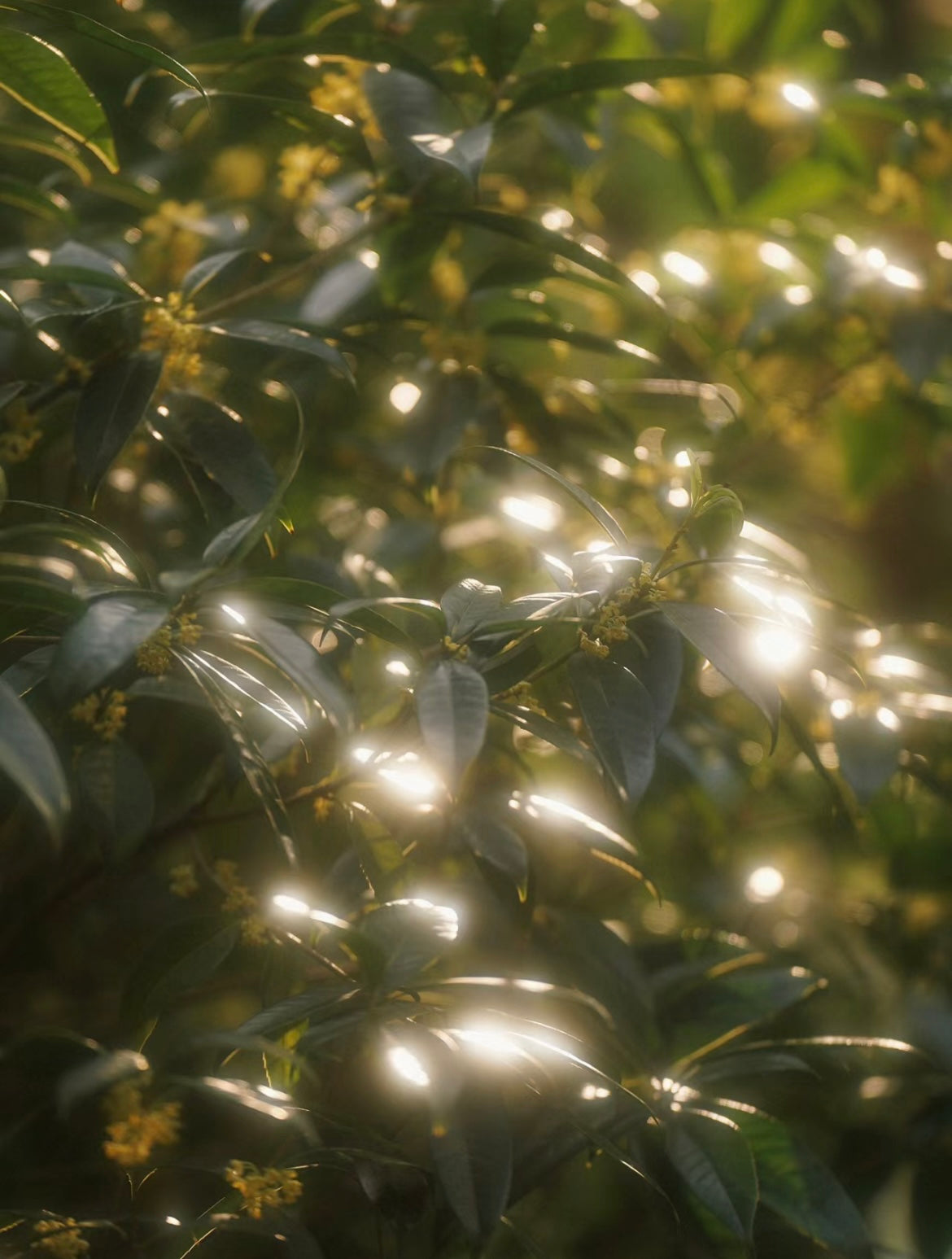 Golden Osmanthus Candle (金桂）